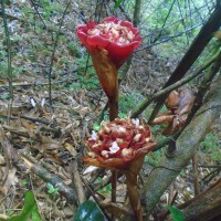 Alpinia abundiflora Burtt & R.M.Sm.